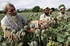 سازمان ملل متحد: آمریکا باید درباره کشت مواد مخدر در افغانستان توضیح دهد