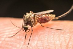ضرورت تعامل بین بخشی در مقابله با بیماری مالاریا