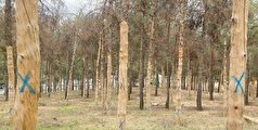 درآمد بالای شهرداری از قطع درختان