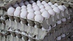 تولید تخم مرغ اردیبهشت به ۱۰۵ هزار تن می‌رسد