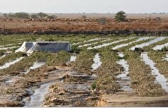 خسارت به بیش از ۵۰۰۰ هکتار از مزارع و باغات کوهسرخ در بارش‌های چند روز اخیر