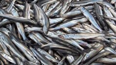 صادرات ۲ هزار تن ماهی از نهاوند به کشور‌های اوراسیا
