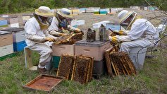 نقش مهم زنبور‌های عسل در حفظ محیط زیست و ثبات اکوسیستم