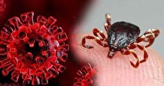 تب کریمه کنگو در حال شیوع افزایش کشته!