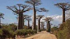 با درخت فوق العاده بائوباب آفریقایی آشنا شوید!
