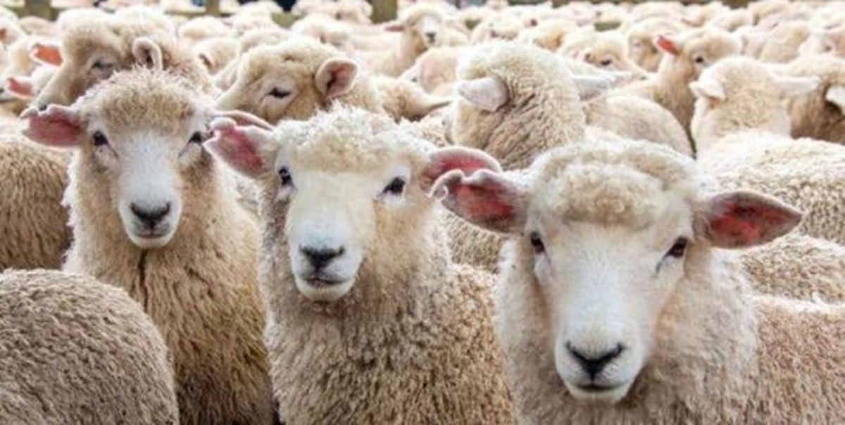 ذخیره‌سازی دام زنده به جای گوشت منجمد
