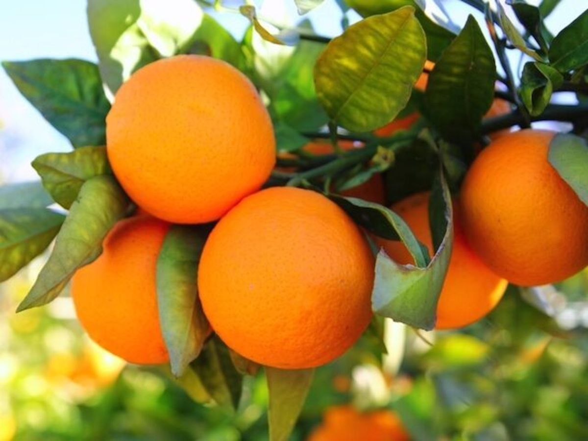 پرتقال و نارنگی مورد نیاز شب عید تامین است