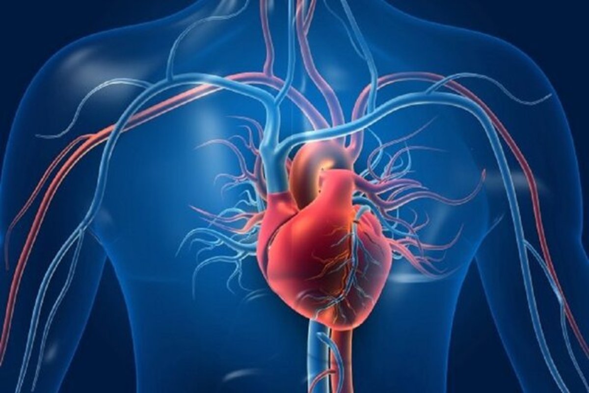 نقش قابل توجه یک مولکول در پیشگیری از سکته قلبی