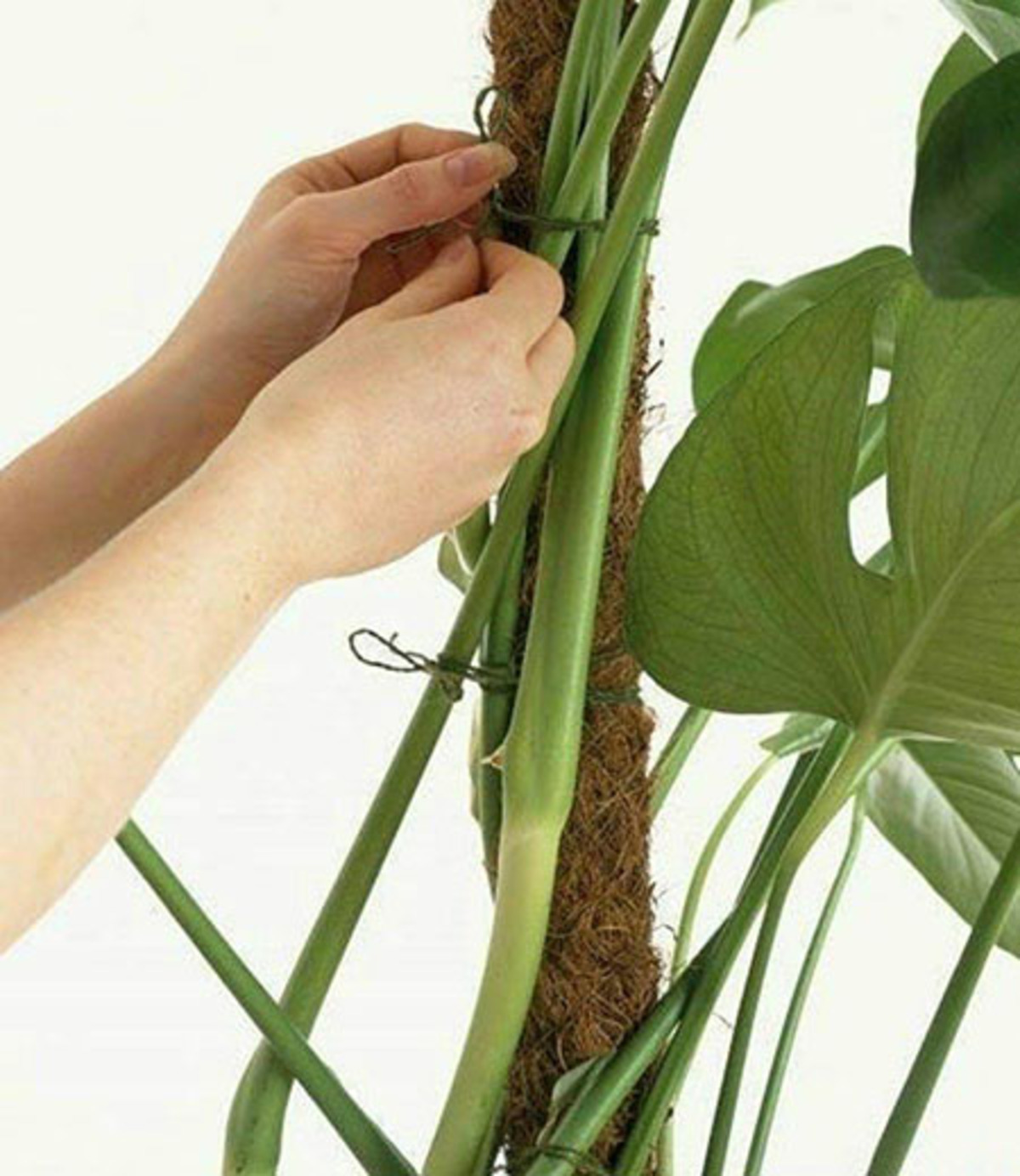 قیم گیاه، تکیه گاهی برای گیاهان