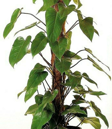 قیم گیاه، تکیه گاهی برای گیاهان