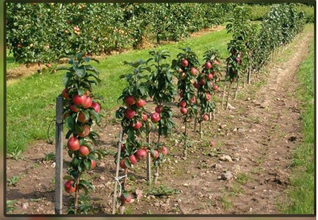 قیم گیاه، تکیه گاهی برای گیاهان