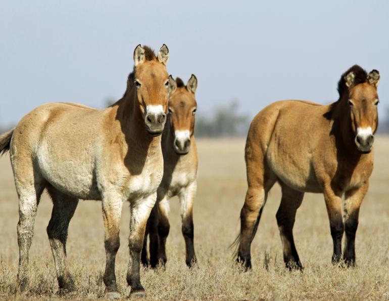 کلون سازی با استفاده از دی‌ان‌ای ۴۰ ساله اسب نادر و در خطر انقراض پرزوالسکی