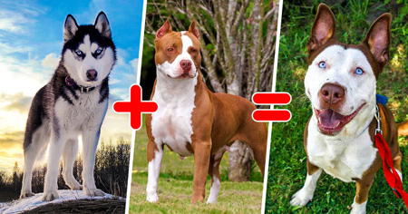 ۱۵ نوع سگ از نژاد‌های ترکیبی