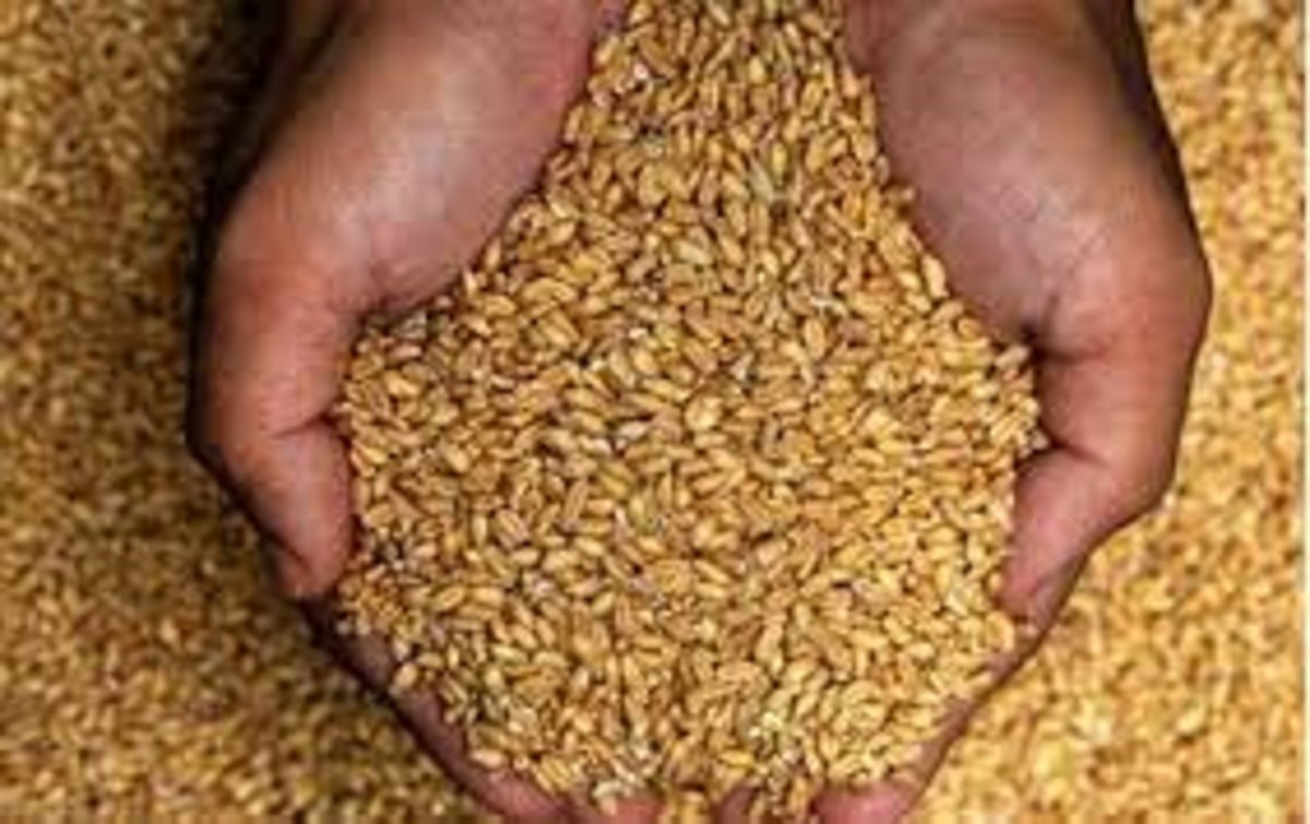 یارانه گندم و دارو در سال آینده حذف نمی‌شود
