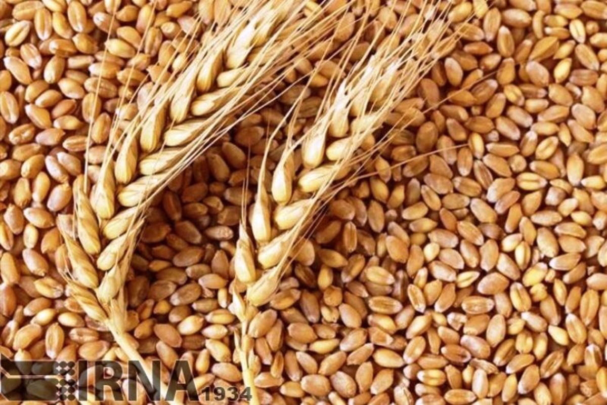 افزایش ۳.۲ درصدی فروش گندم در سال ۱۴۰۰