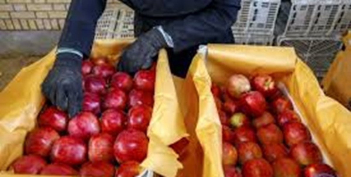 سیب ایران برای مردم هند مزه کرد/سیب هندی بدون مشتری ماند