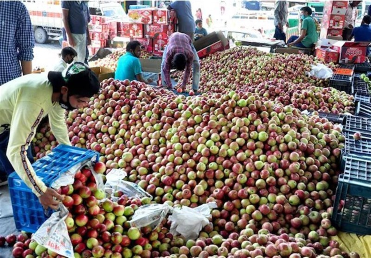 سیب ارزان ایران صدای کشاورزان هندی را درآورد