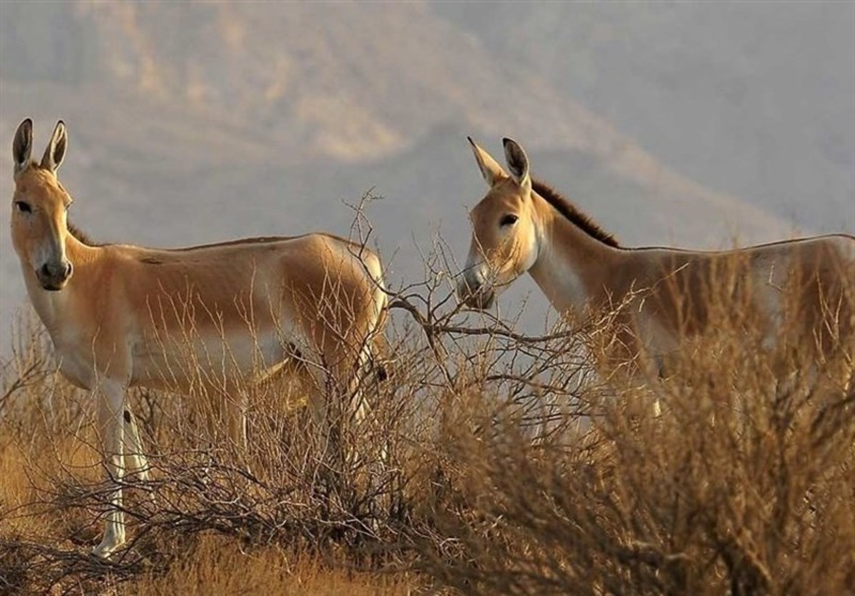 بازگشت گورخر ایرانی به طبیعت
