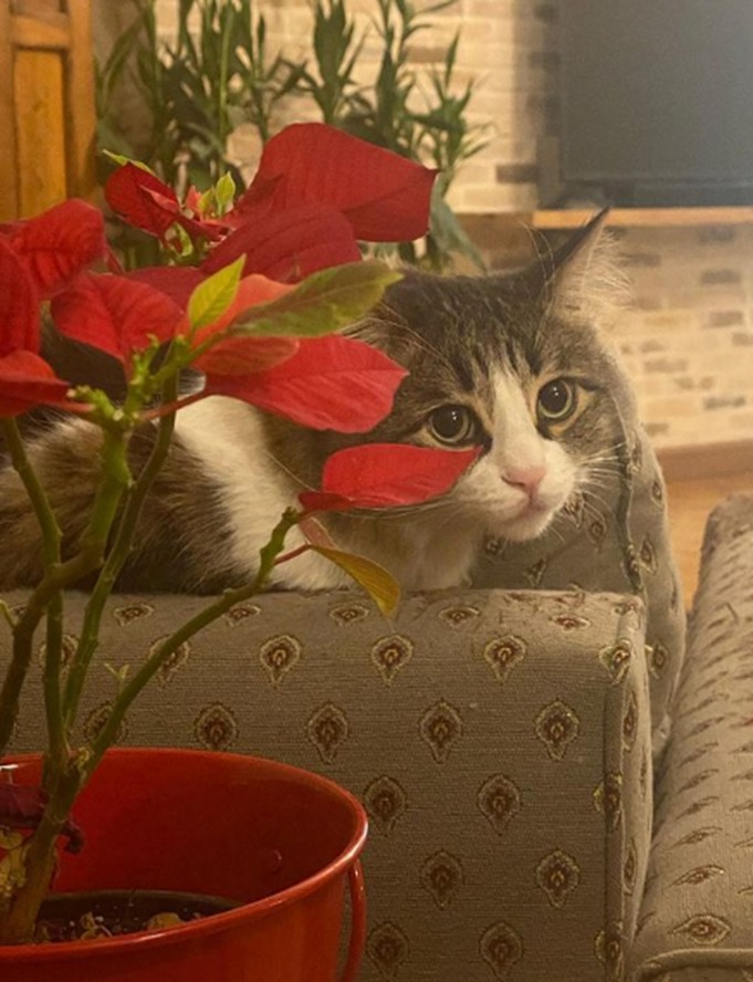 هانیه توسلی و پست جدید با گربه های جدید در خانه شخصی جدیدش