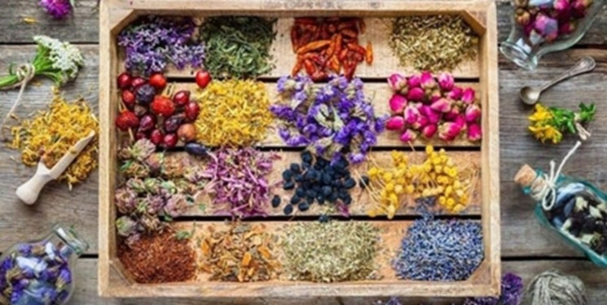 بررسی بیش از ۳ هزار گونه گیاهی انحصاری/ یک‌سوم گونه‌ها دارویی هستند