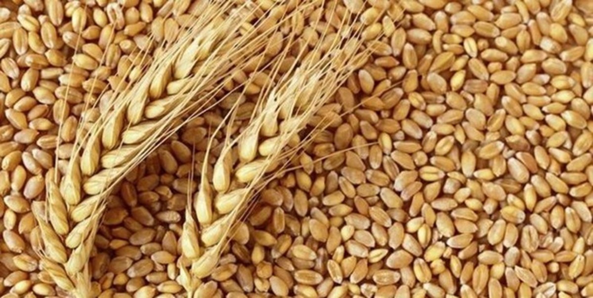 توقف صادرات روسیه و اوکراین قیمت گندم را ۷۵ دلار در یک روز افزایش داد