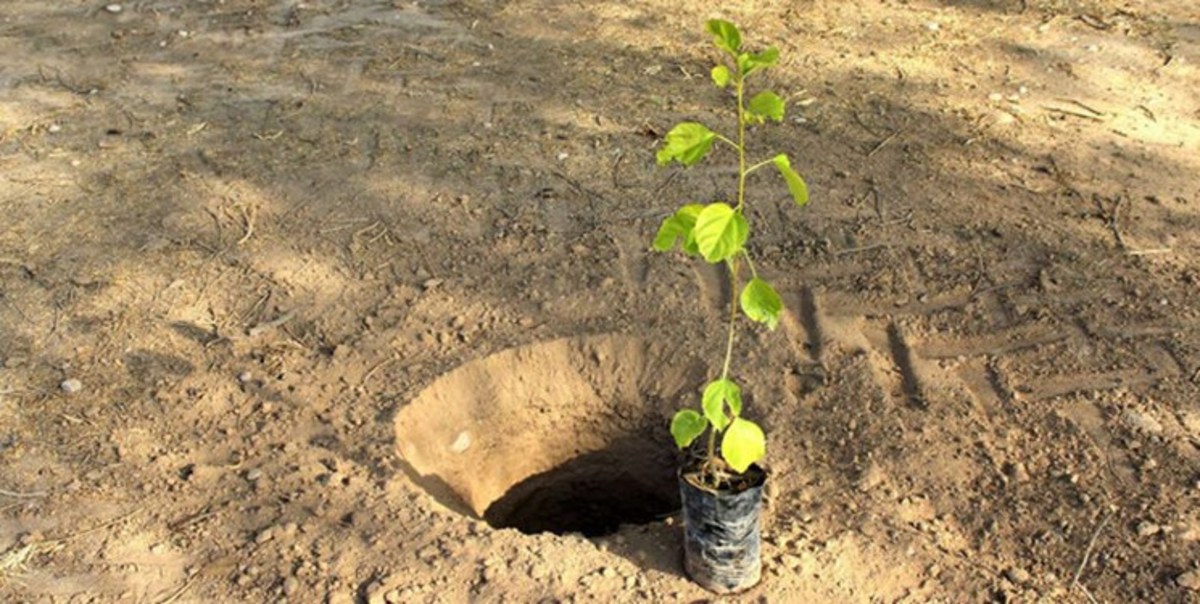 پیشنهاد عضو شورای شهر برای کاشت درخت به ازای تولید، واردات و تعویض پلاک هر خودرو