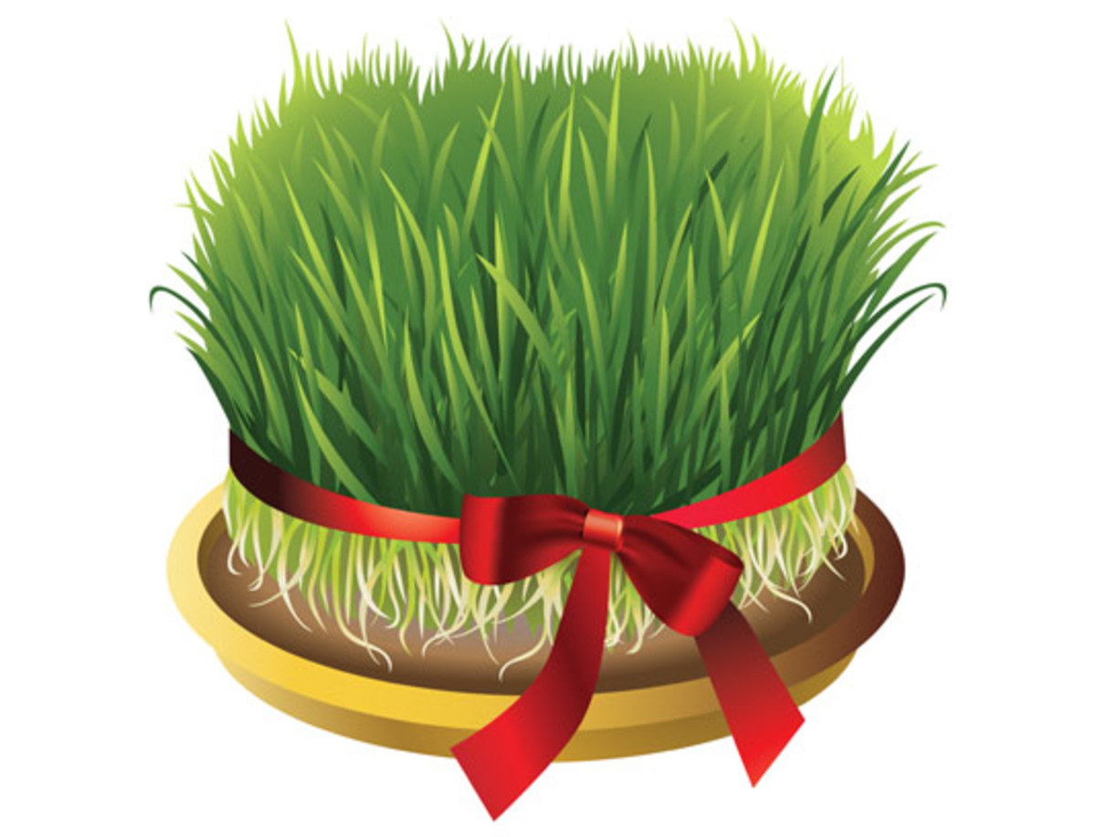 برای سفره هفت سین چه دانه‌ای را سبز کنیم؟