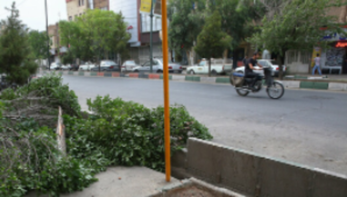 وزش باد شدید در کشور/احتمال شکستن درختان کهنسال و فرسوده