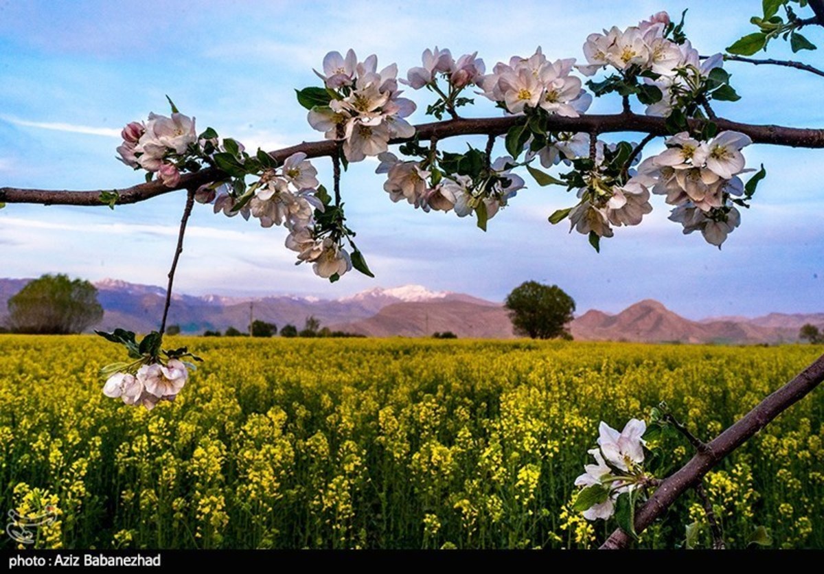 ۱۷۰ هزار هکتار از زمین‌های کشاورزی کشور به کشت کلزا اختصاص یافت