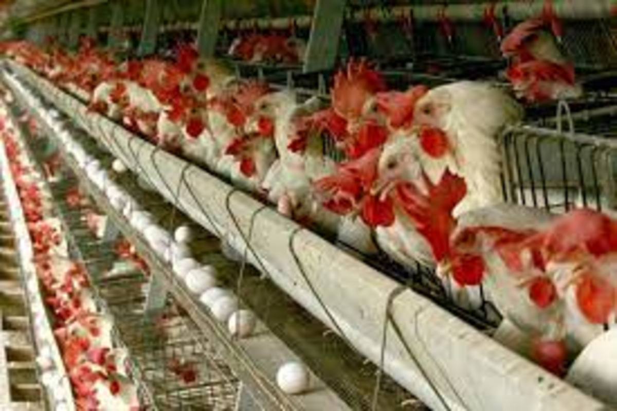 سه پیشنهاد تولیدکنندگان مرغ و تخم‌مرغ درباره حذف ارز ۴۲۰۰ تومانی