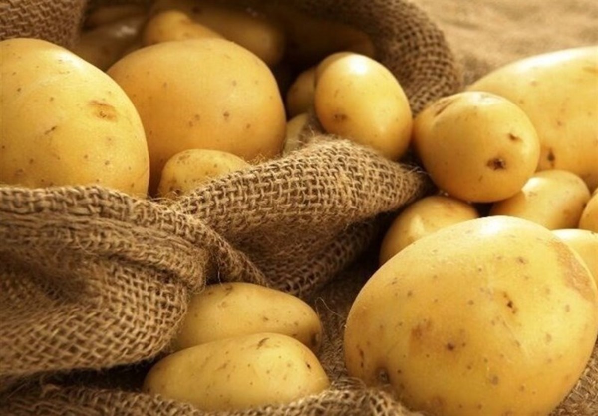 آغاز کشت قراردادی سیب زمینی و برنج از سال آینده