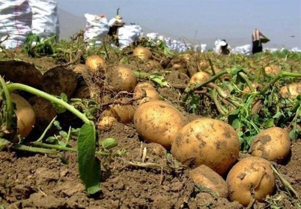 ۵ هزار و ۶۰۰ تن سیب زمینی از کشاورزان خرید حمایتی شد