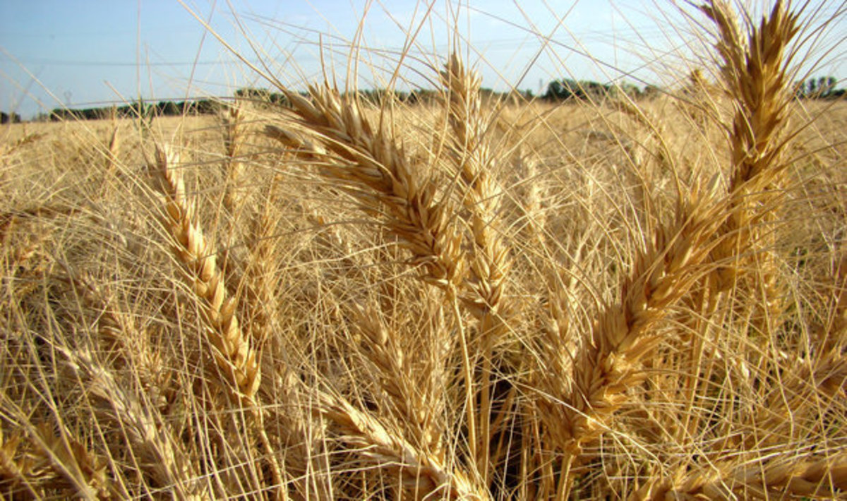 خرید گندم در مرز ۴.۵ میلیون تن/پول گندمکاران پرداخت شد