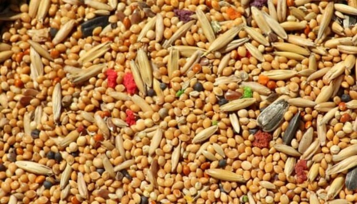رژیم غذایی مبتنی بر ارزن ریسک دیابت را کاهش می‌دهد