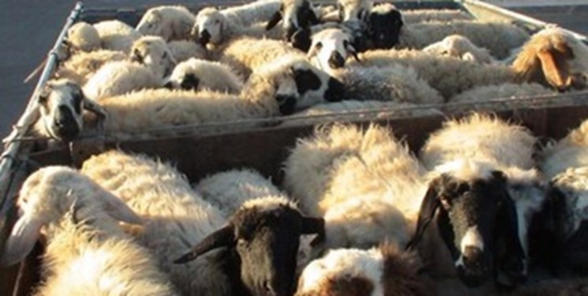 بهره‌برداری از دامداری صنعتی، مانع خروج علوفه از خدابنده می‌شود