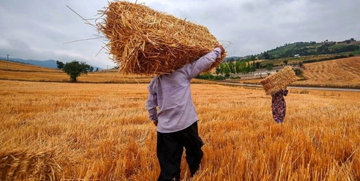 عقد قرارداد ۱۰ هزار تن گندم تفاهمی در زنجان