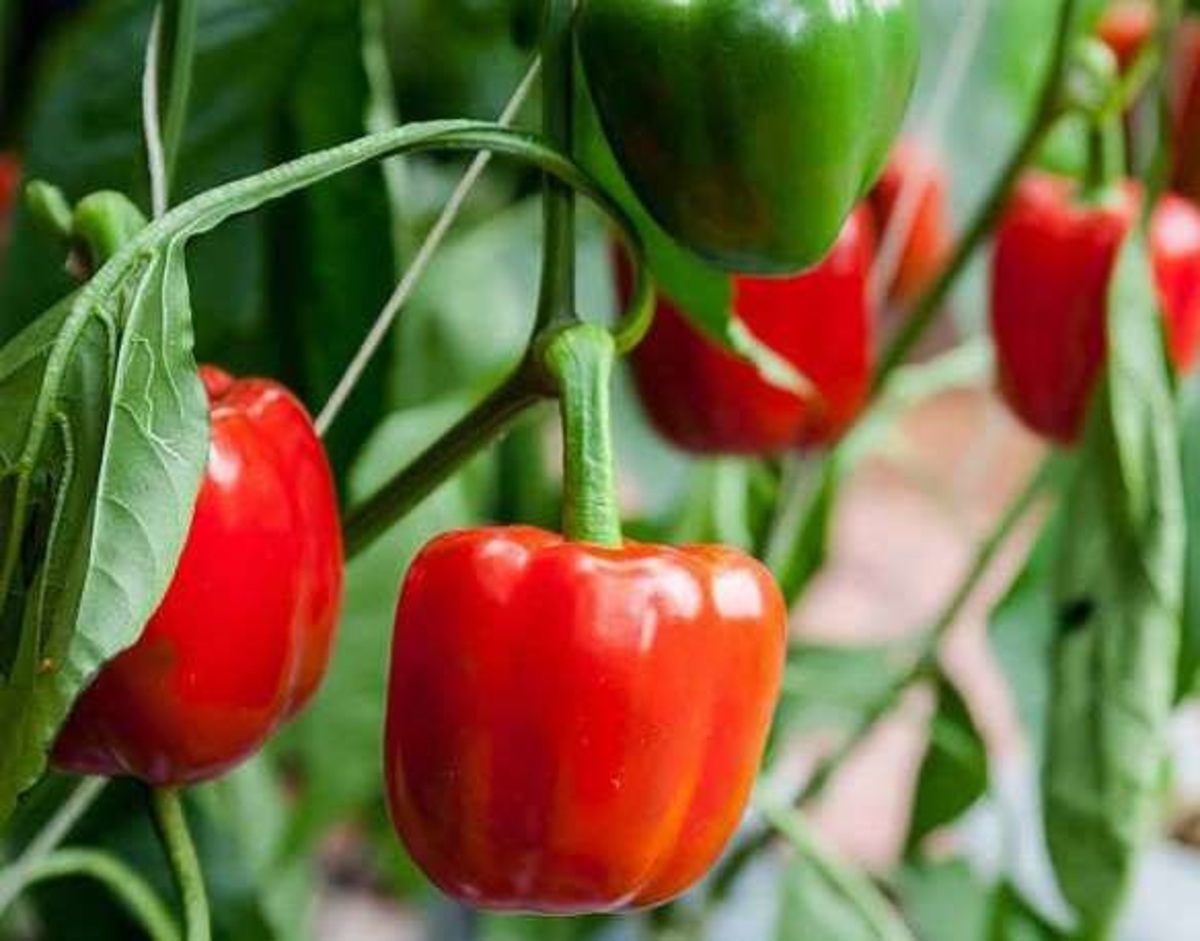 ۹۴ درصدی برنامه احداث گلخانه‌ها طی سال گذشته تحقق یافت