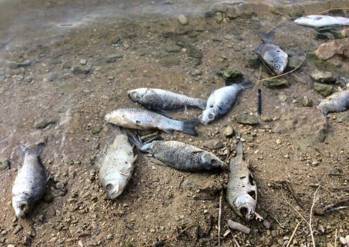 آسیب‌های واردشده به آبزی‌پروری خوزستان در پی تنش آبی