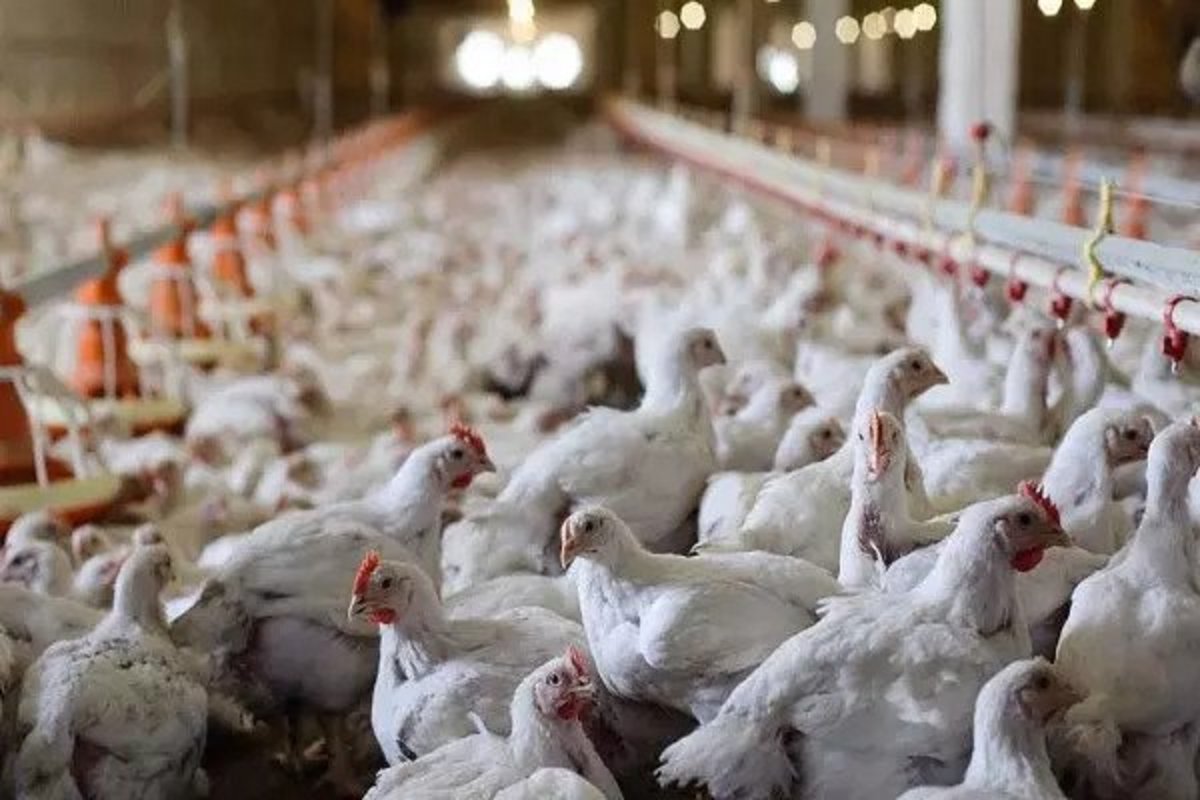 انتقاد مرغداران از گرانفروشی مرغ در بازار