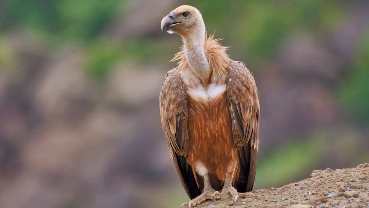 جدال کرکس با دیکلوفناک برای بقا