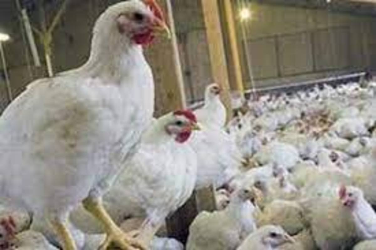 مرغ‌های ایرانی تریاکی نیستند