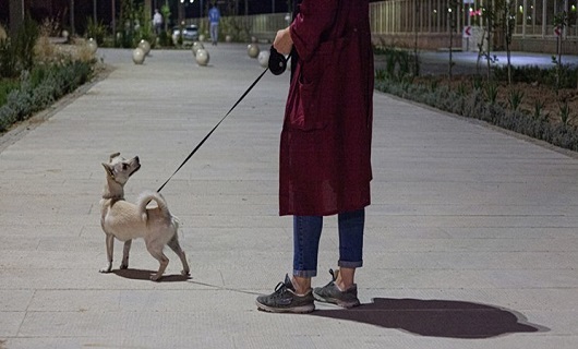 سگ، حیوانی که در خانه ایرانی‌ها منزل کرده است