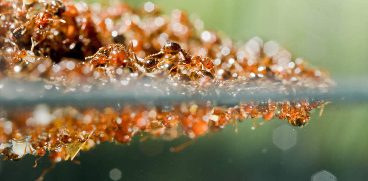 سه قانون مهم مورچه‌های آتشین هنگام ساخت قایق و برج مورچه‌ای