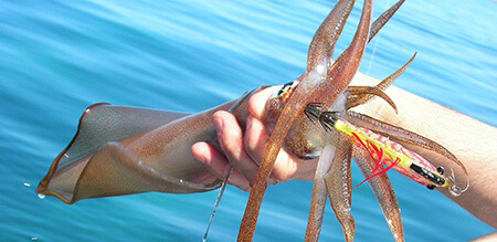آشنایی با ماهی مرکب و نحوه‌ی نگهداری از آن در خانه