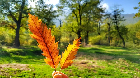 جنگل‌های هیرکانی، جاذبه طبیعی بی نظیر ایران