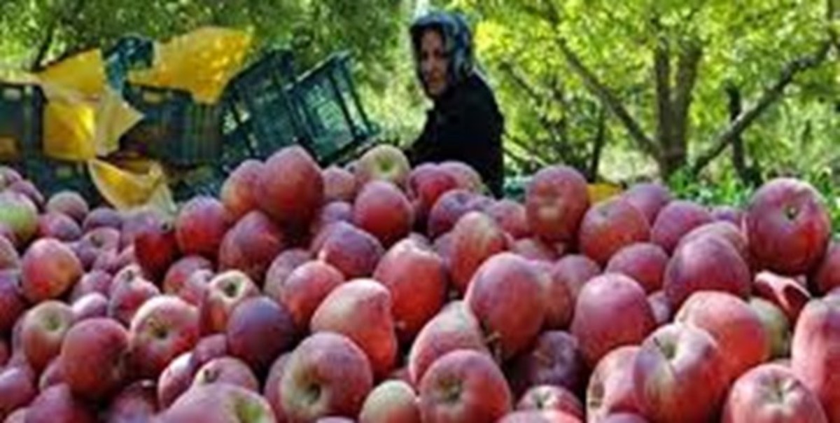 دولت سیب درجه یک را ۶۸۵۰ تومان خرید تصمینی می‌کند