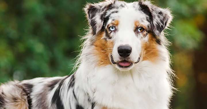 باهوش‌ترین نژاد سگ‌ها در دنیا و ویژگی‌های منحصربه‌فرد آن‌ها