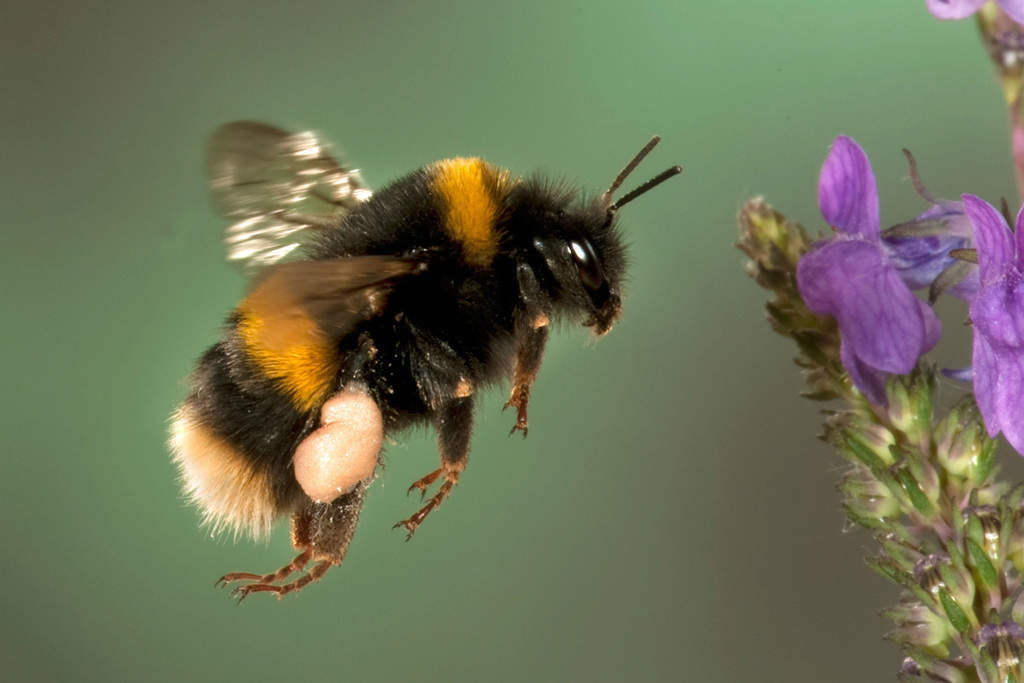 پیوند ژنتیکی زنبور‌های عسل با انسان‌های مبتلا به اوتیسم کشف شد