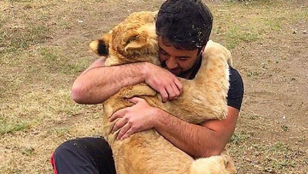 شیری که پس از یک سال دوری مربی اش را عاشقانه آغوش کشید