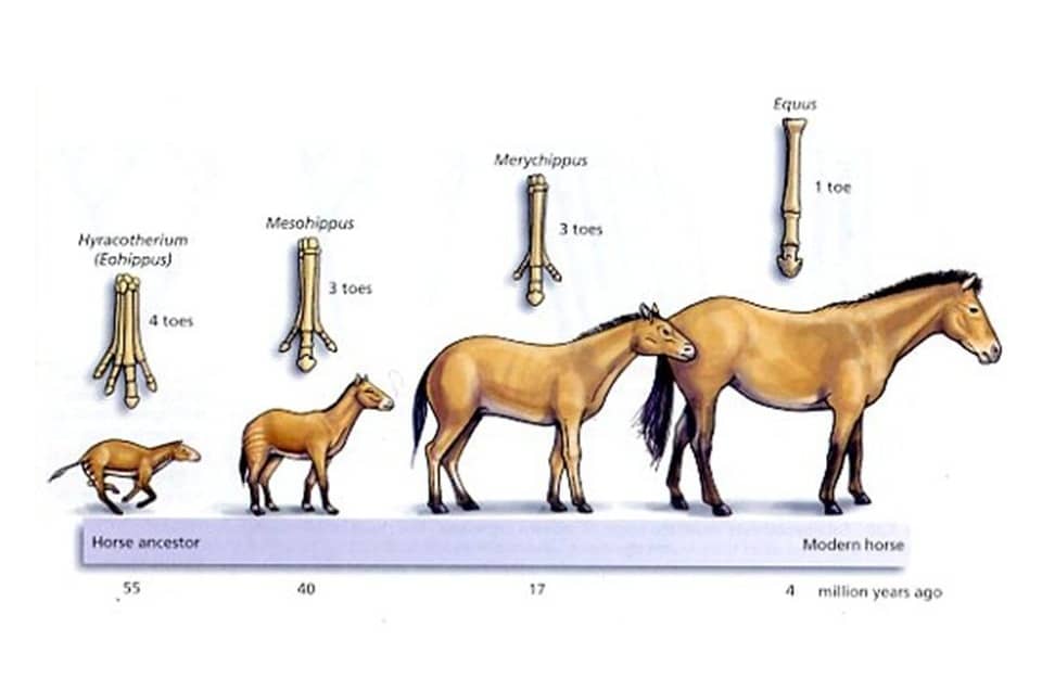 چرا انگشتان اسب‌ها به تدریج و در طول زمان از بین رفت؟